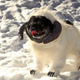 Illustration for article titled Here’s the wampa scene from emEmpire Strikes Back/em recreated with a pug